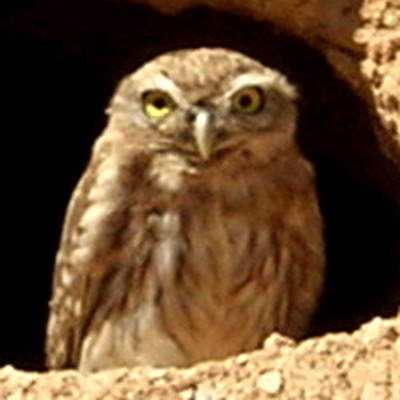 Owl in a wall 2