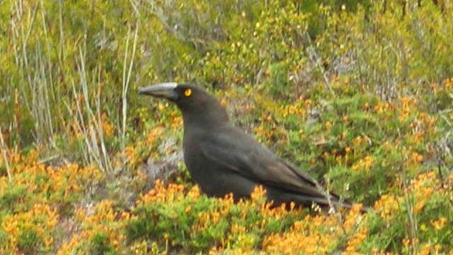 Currawong