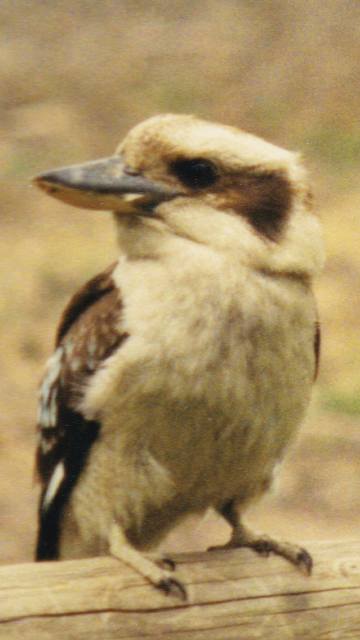 Kookaburra