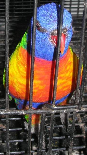 Lorikeet