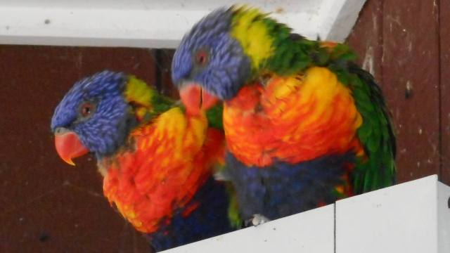 Lorikeets