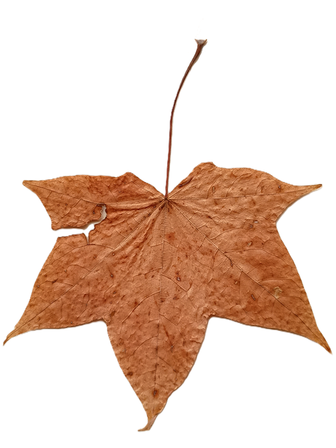 The leaf that never came down