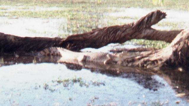 Resting croc