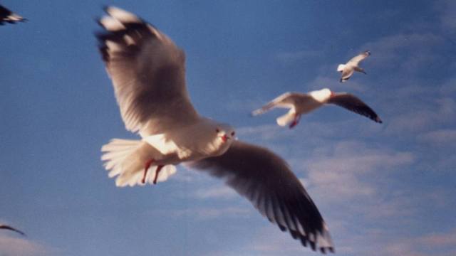 Footless gull