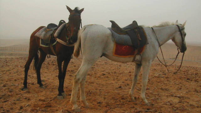 Arab steeds. Mine was the bay.