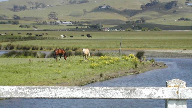 Horsies from Barham Bridge