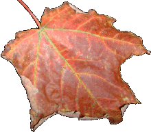 An autumn leaf