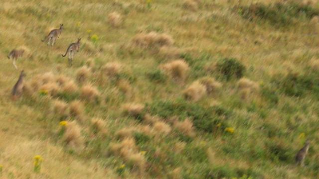 Five roos