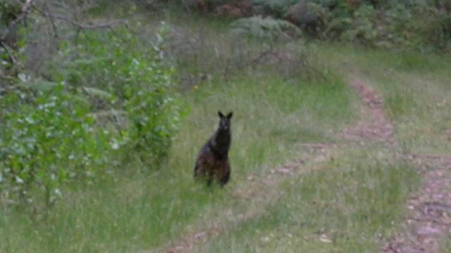 Black wallaby on the Walk