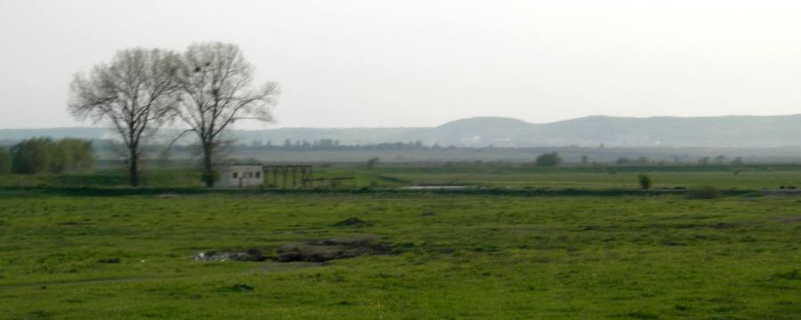 A vast green landscape