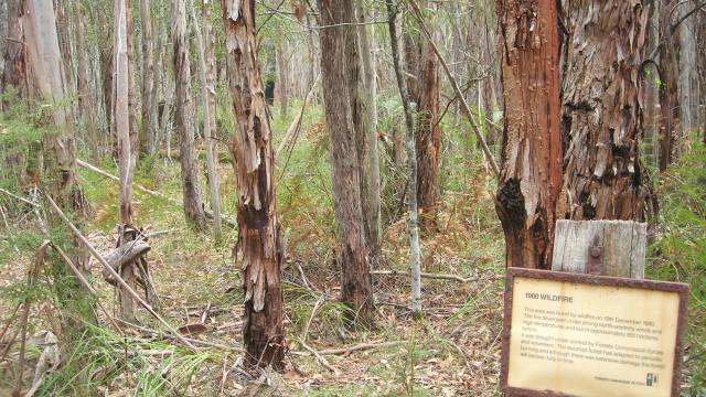 1980 Wildfire location