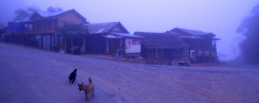 Dogs on a village street